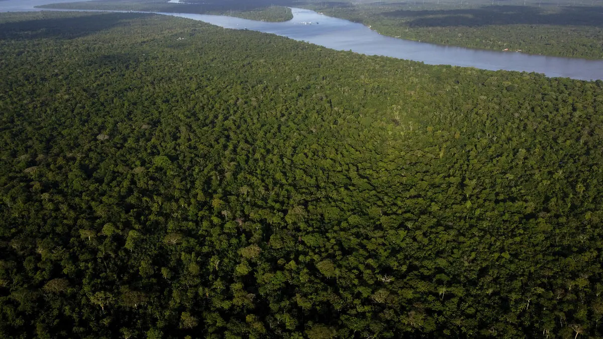 Brazilian Amazon fires hit record low, report says