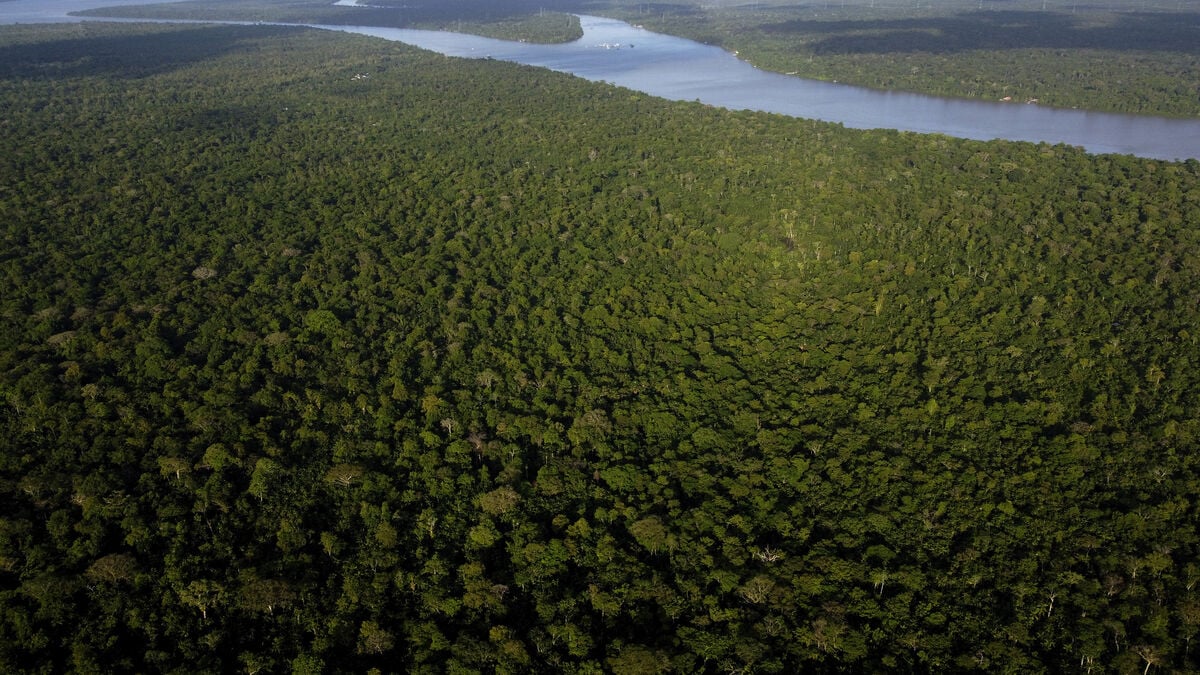 Brazilian Amazon fires hit record low, report says