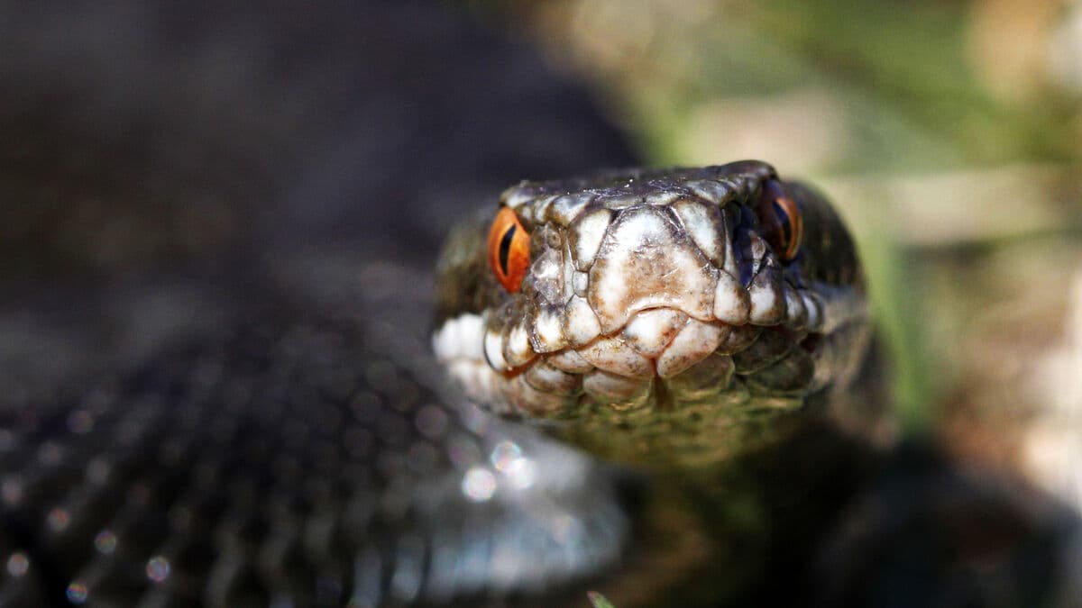 More pets bitten by snakes, limited antivenom supply