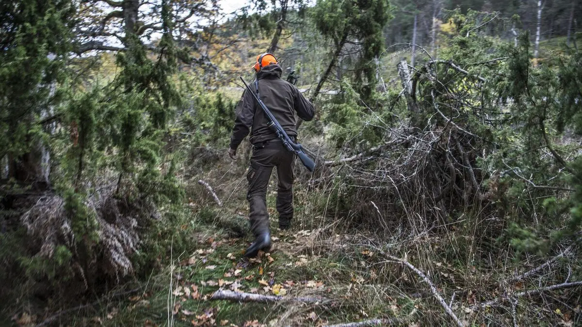 Hunter sentenced – shot in the stomach while moose hunting