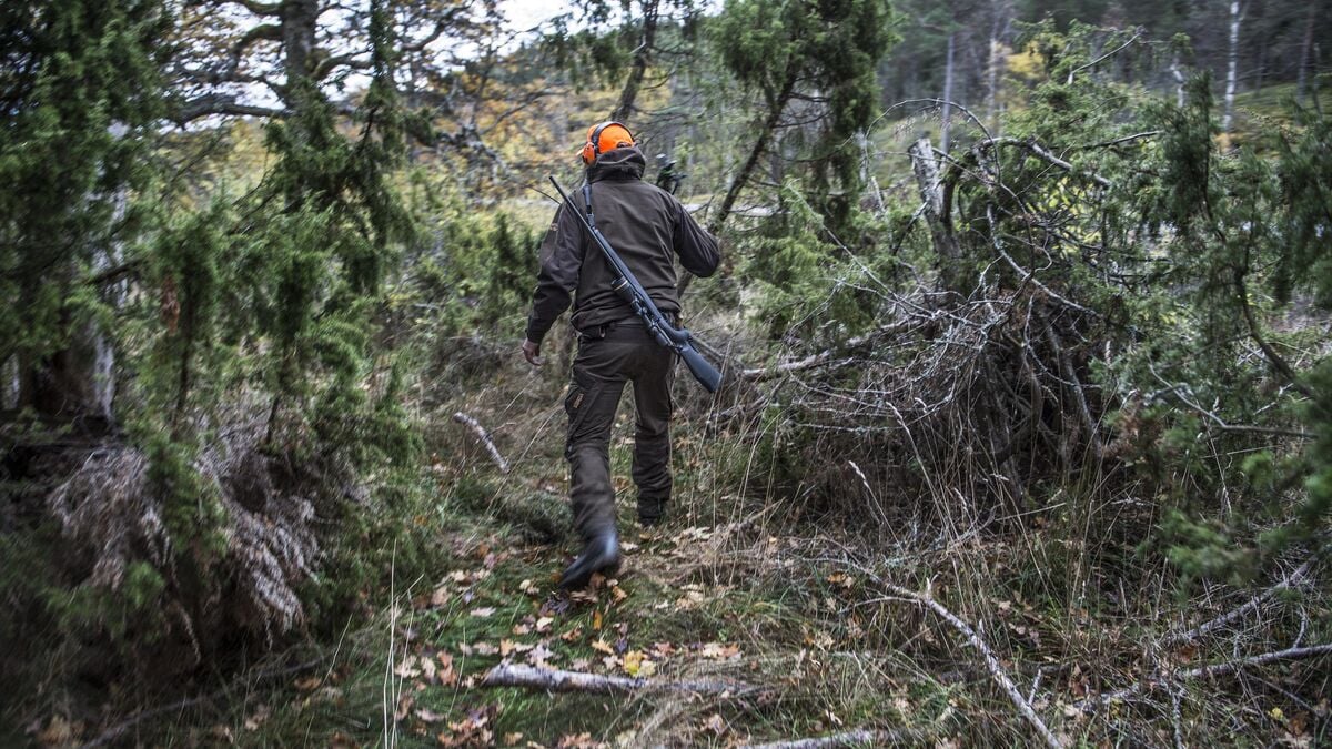 Hunter sentenced – shot in the stomach while moose hunting