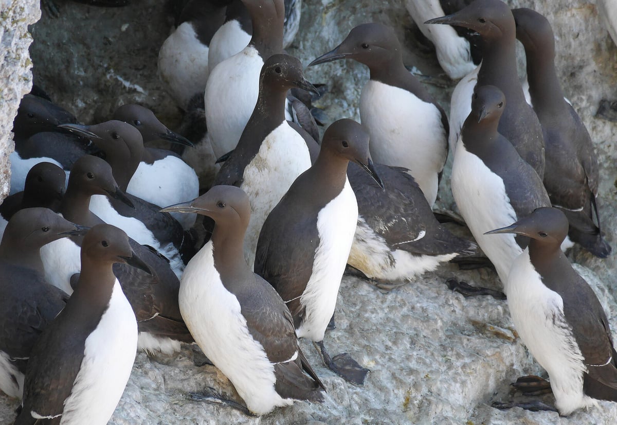 3500 Animal Species Threatened by Climate Change, Study Finds