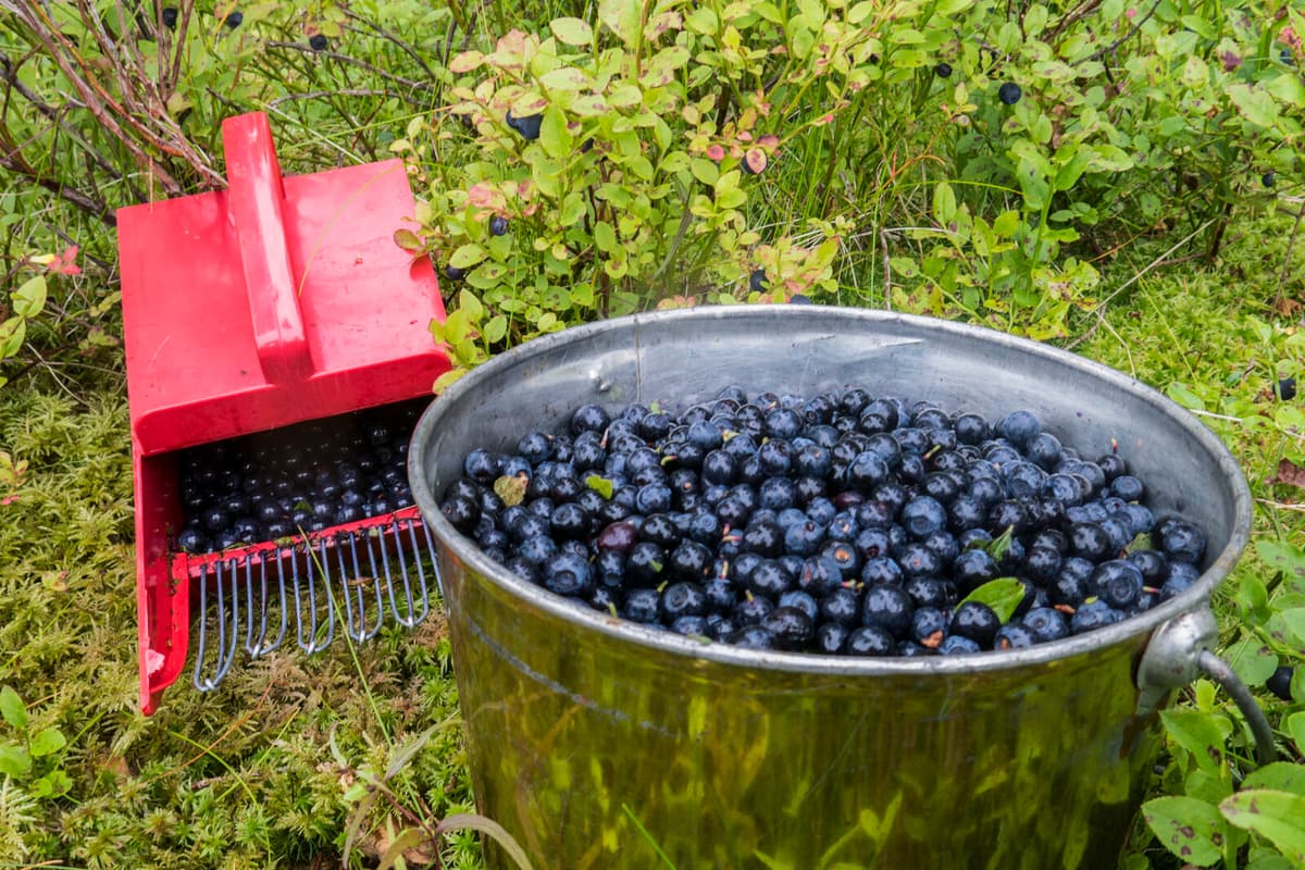Berry Picking Firms Face Tax Penalties for Hiring Free Pickers