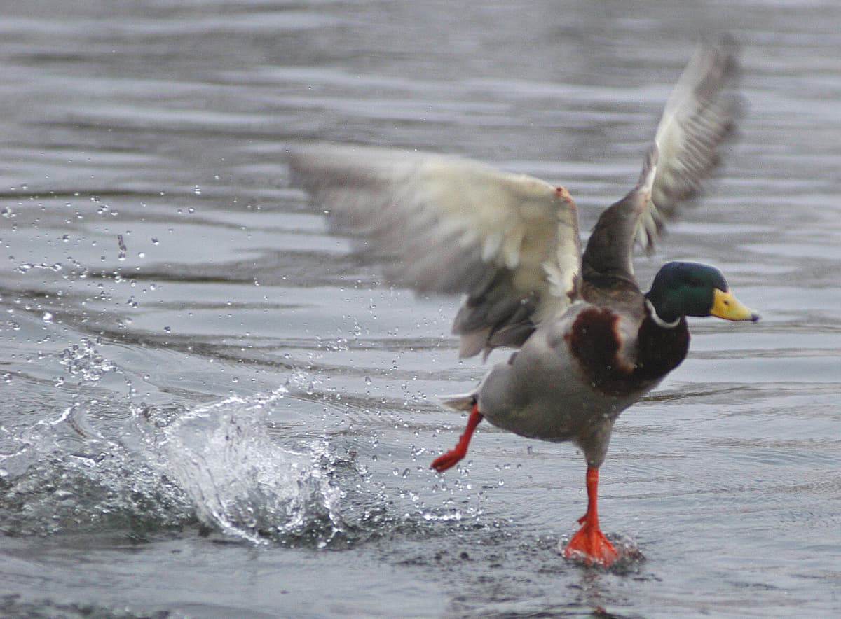Duck Caught Speeding in Switzerland for the Second Time