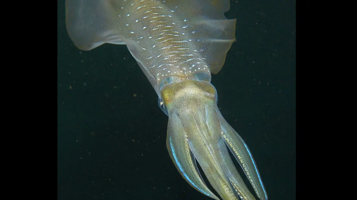 Ocean acidification shrinks squid brains by 50%, study finds