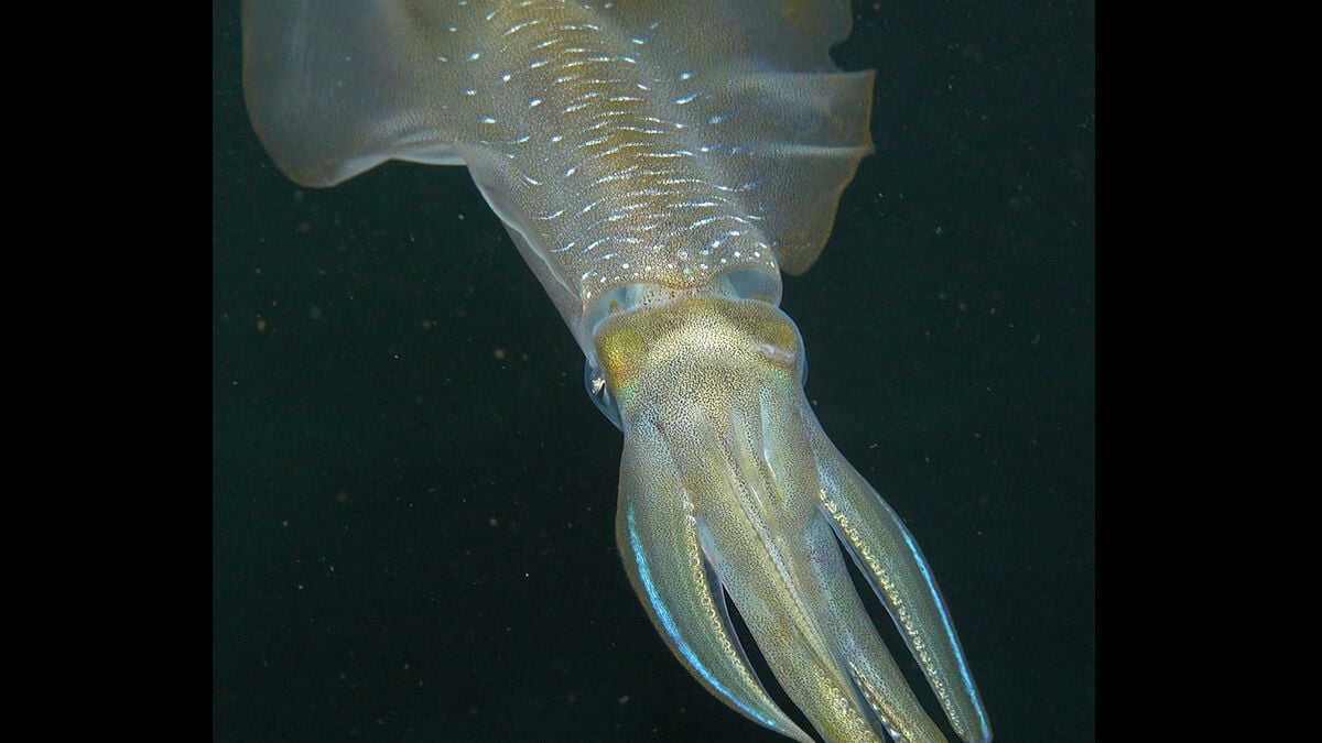 Ocean acidification shrinks squid brains by 50%, study finds