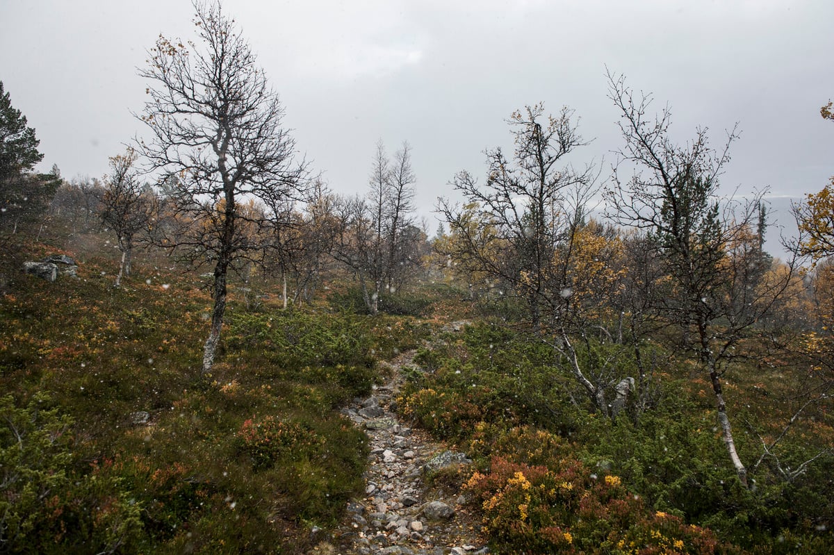 Mountain Litter Drops 70 Percent; Snus Most Common Trash