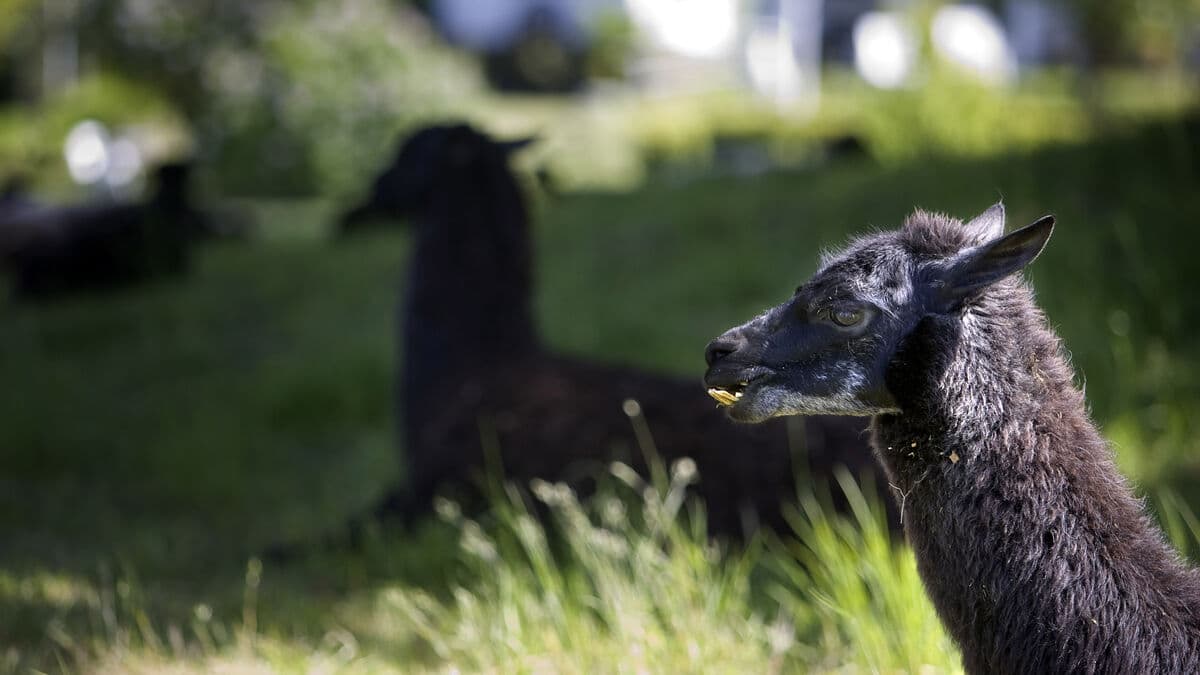 Alpaca Dies in Wolf Attack Near Skara