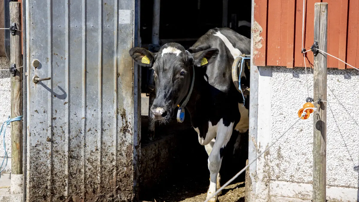 Arla lowers milk price to