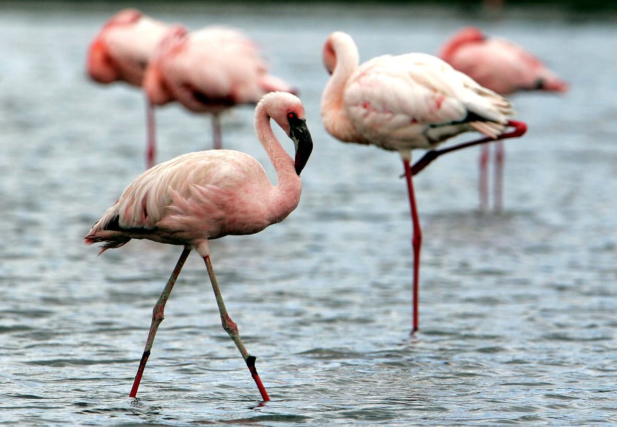 Flamingos Threaten Northern Italy's Risotto Rice Crops