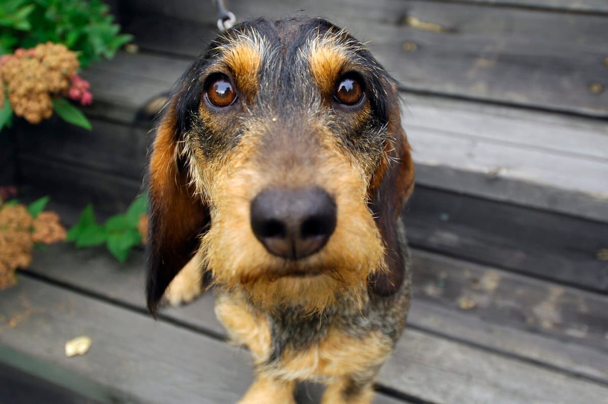 Veterinarians May Need to Report Suspected Animal Smuggling