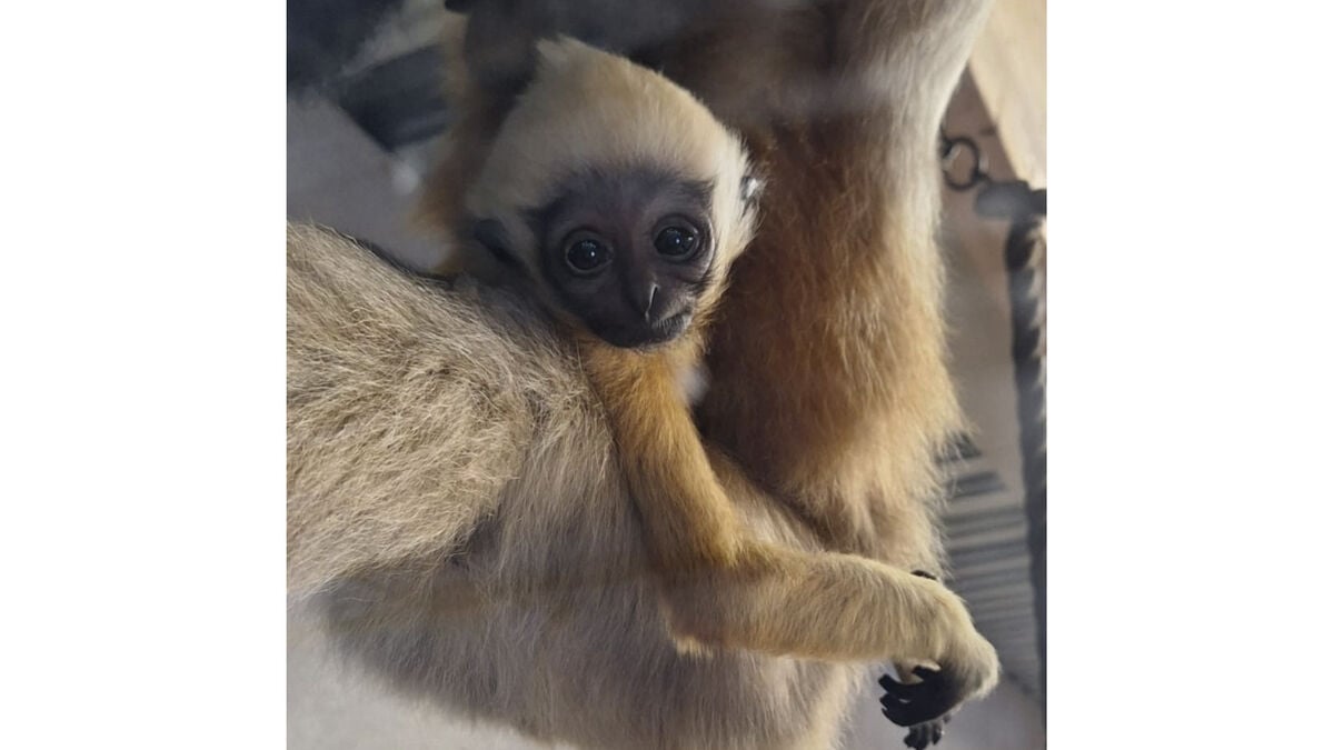 Baby happiness at Parken Zoo as white-cheeked gibbon cub welcomed in Eskilstuna