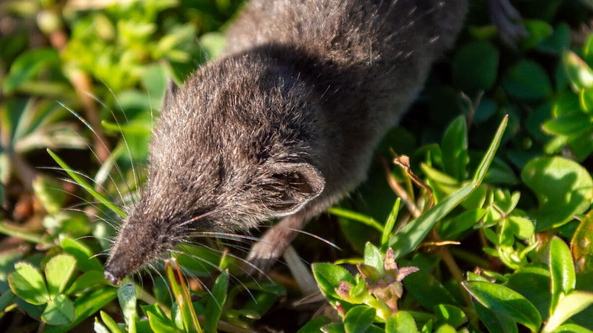 New species discovered - tiny shrew Crocidura stanleyi found in southern Ethiopia