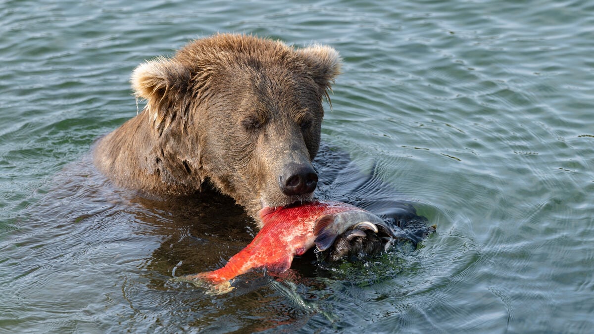 Fat Bear Week kicks off in Alaska as fans vote for the year’s chubbiest bear
