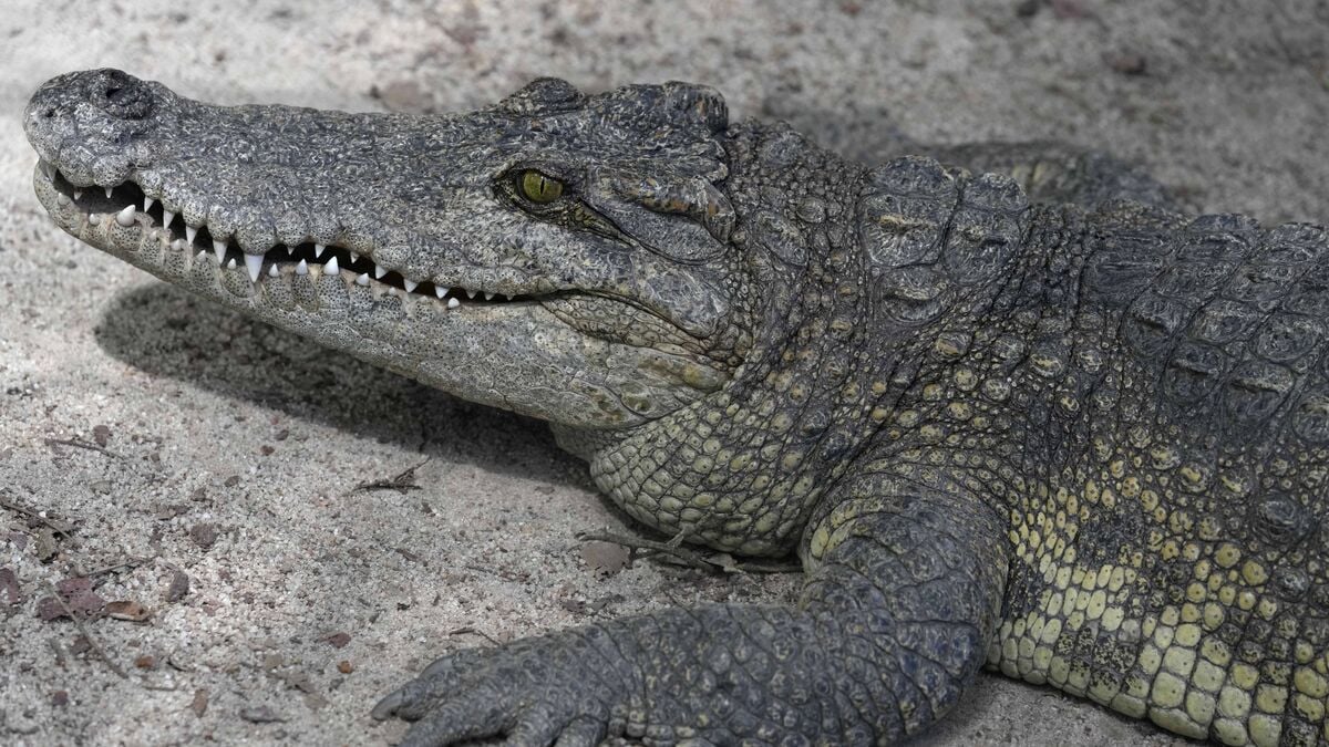 Crocodiles could be used to guard Israeli prisons under new law