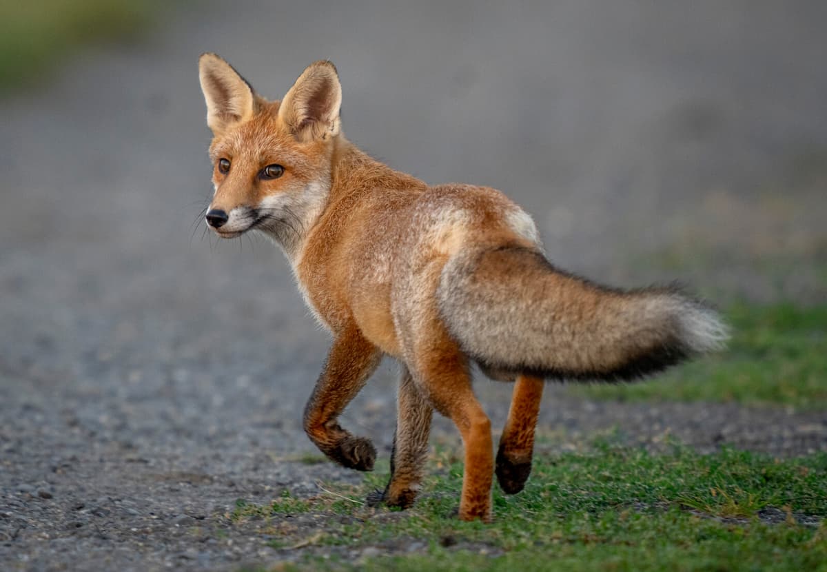 Foxes Take Over Roof Garden at Google's New London HQ