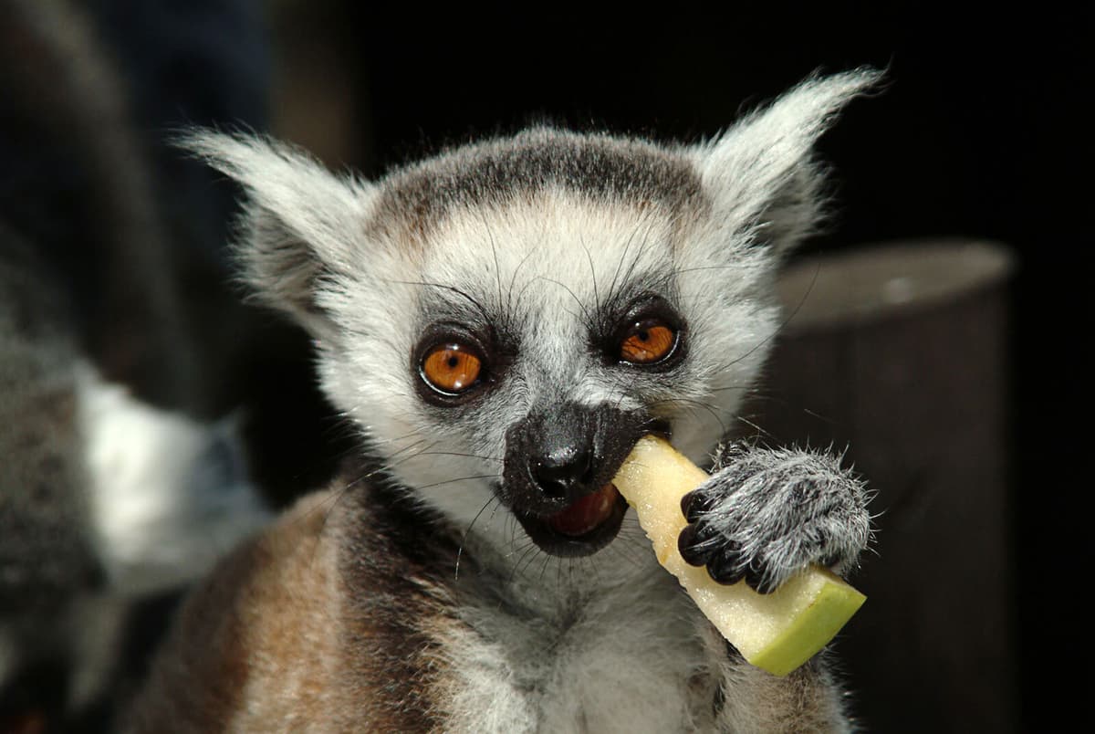 150 Exotic Animals Rescued in Spanish Raid on Trafficking Ring