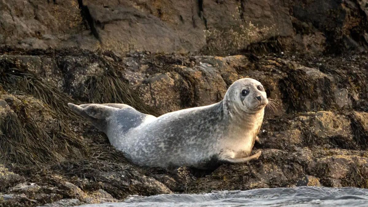 Seal milk better than breast milk