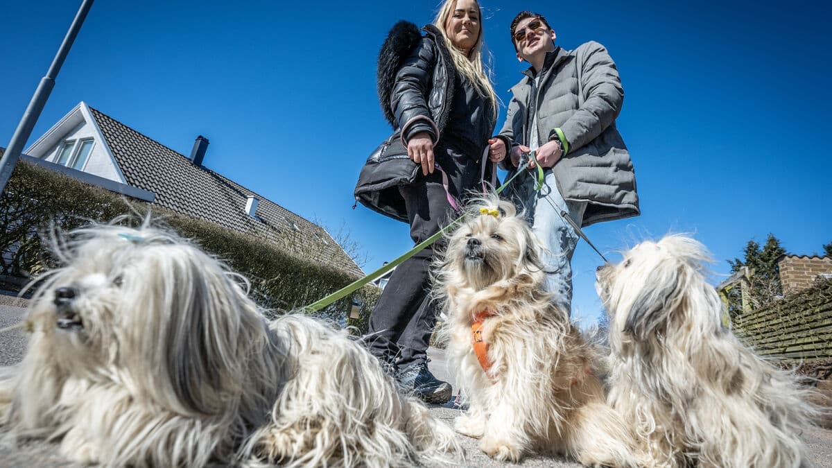 Families without children are investing in dogs, survey shows