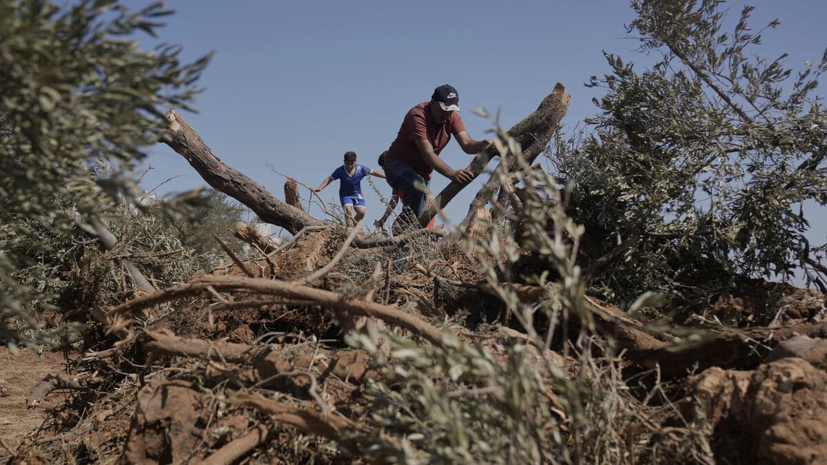 Israel Expels 32 Foreign Activists from West Bank Olive Harvest