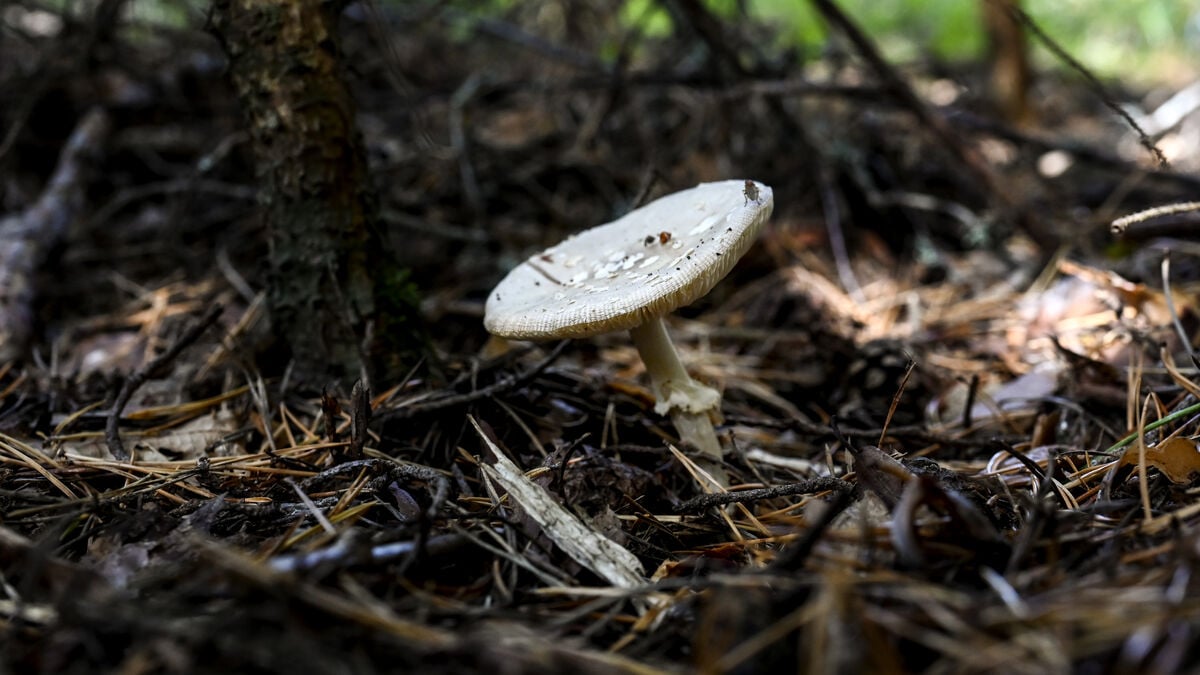 Australian Woman’s Appeal Rejected in Deadly Mushroom Poisoning Case, Parole Eligibility Removed