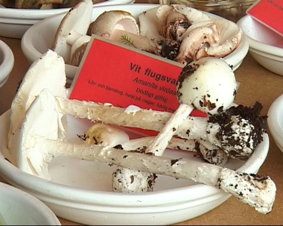 Beware of Deceptive Mushrooms: Avoid These Common Mistakes
