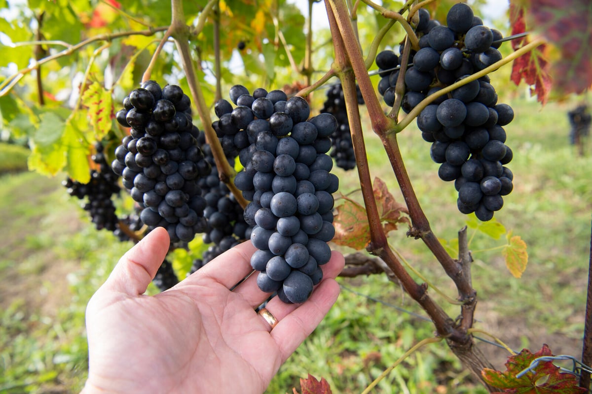 Kullavinbergs Vineyard Expands as Sweden Eases Farm Alcohol Sales Rules