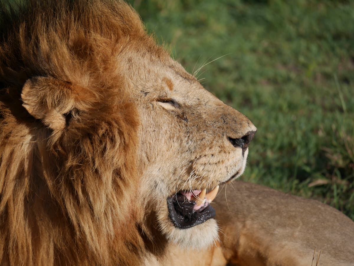 False SMS Claims Lions Escaped in Borås Debunked by Police