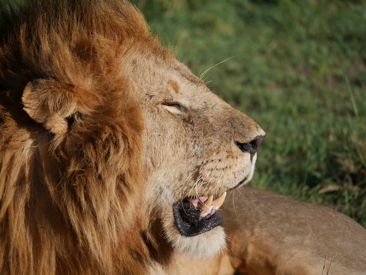 False SMS Claims Lions Escaped in Borås Debunked by Police