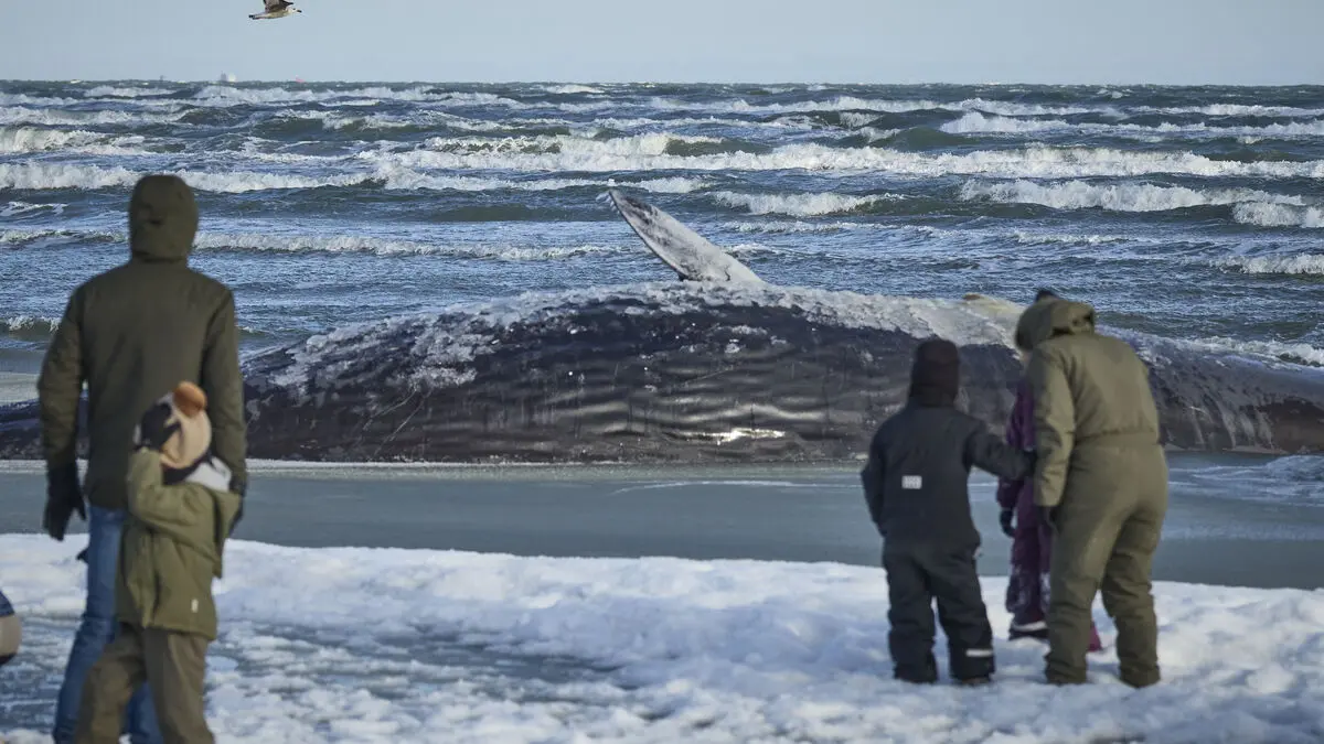 Sperm whale stranded in Ålbæk Bugt in northern Jutland