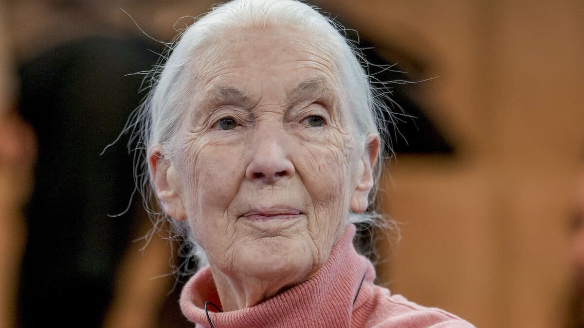 Chimpanzee Research Pioneer Jane Goodall Passes Away at 91