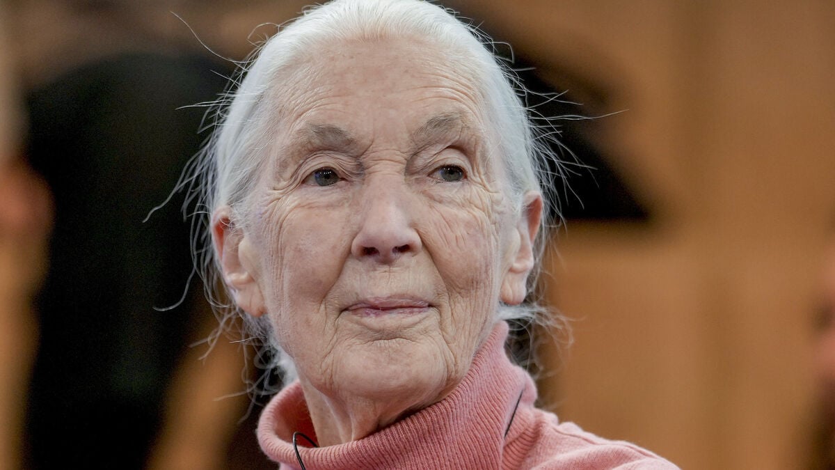 Chimpanzee Research Pioneer Jane Goodall Passes Away at 91