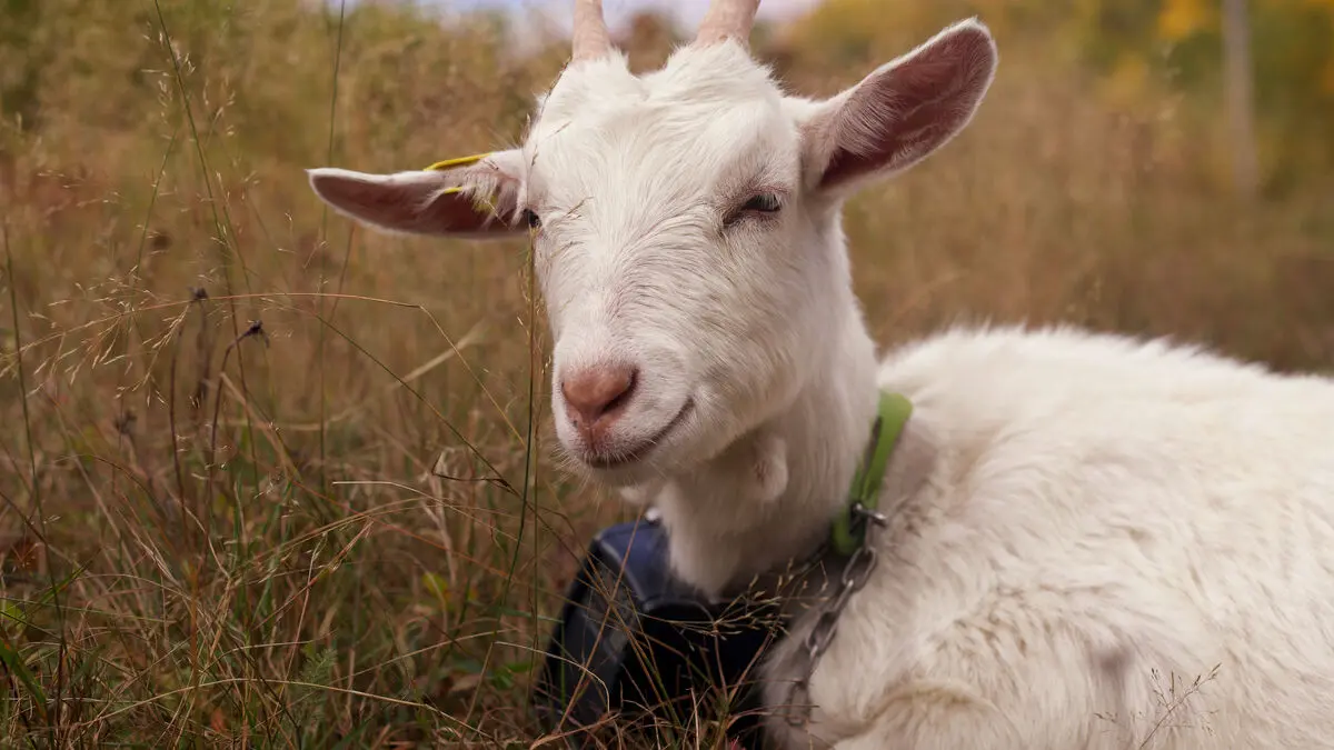 Over 20 arrested in Jerusalem suspected of planning goat sacrifice on the Temple Mount