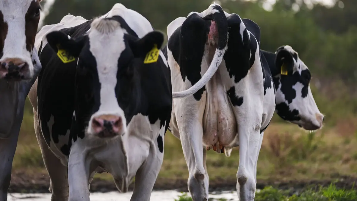 Cows on tracks cause major train delays on one of Britain’s busiest routes
