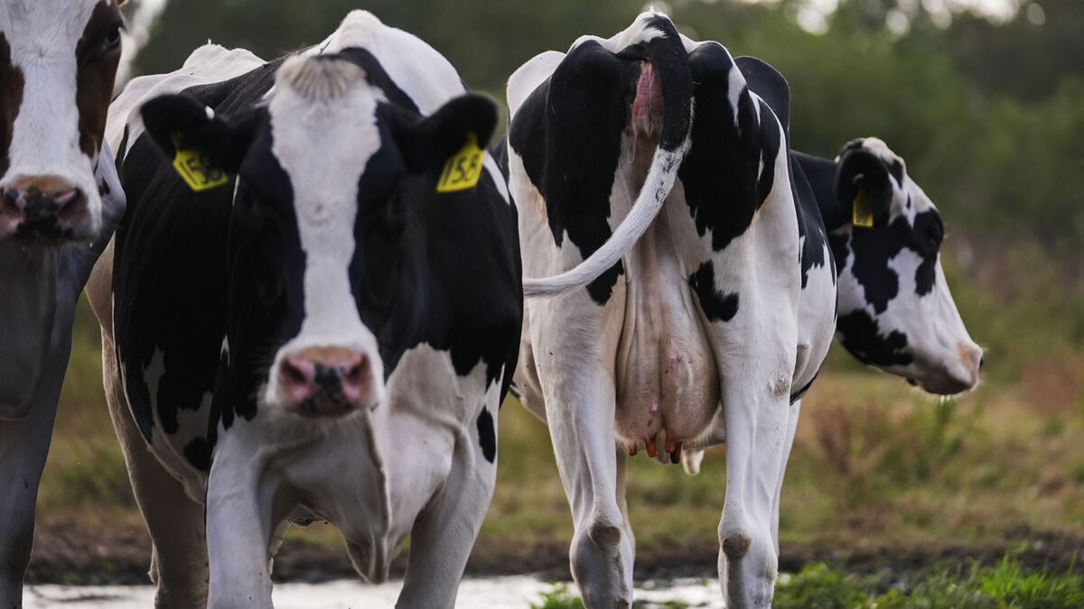 Cows on tracks cause major train delays on one of Britain’s busiest routes