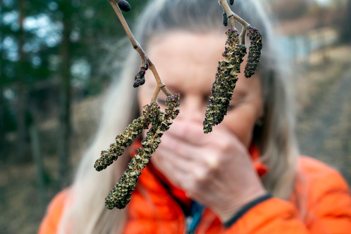 Despite the Cold – the Pollen Season is Here