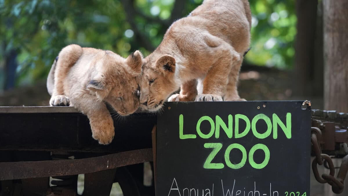 Cheaper chocolate and zoo visits for stressed Britons as government unveils summer relief