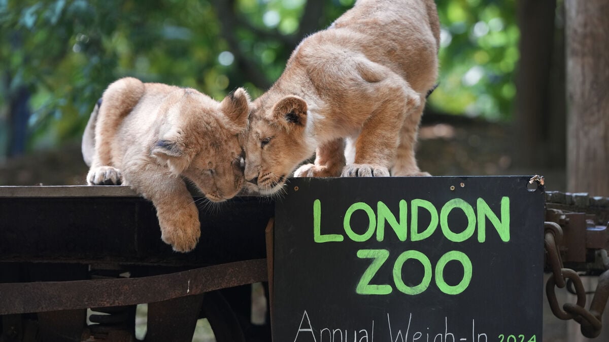 Cheaper chocolate and zoo visits for stressed Britons as government unveils summer relief