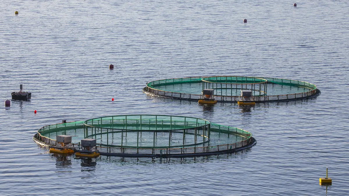 WWF advises against Swedish-farmed rainbow trout