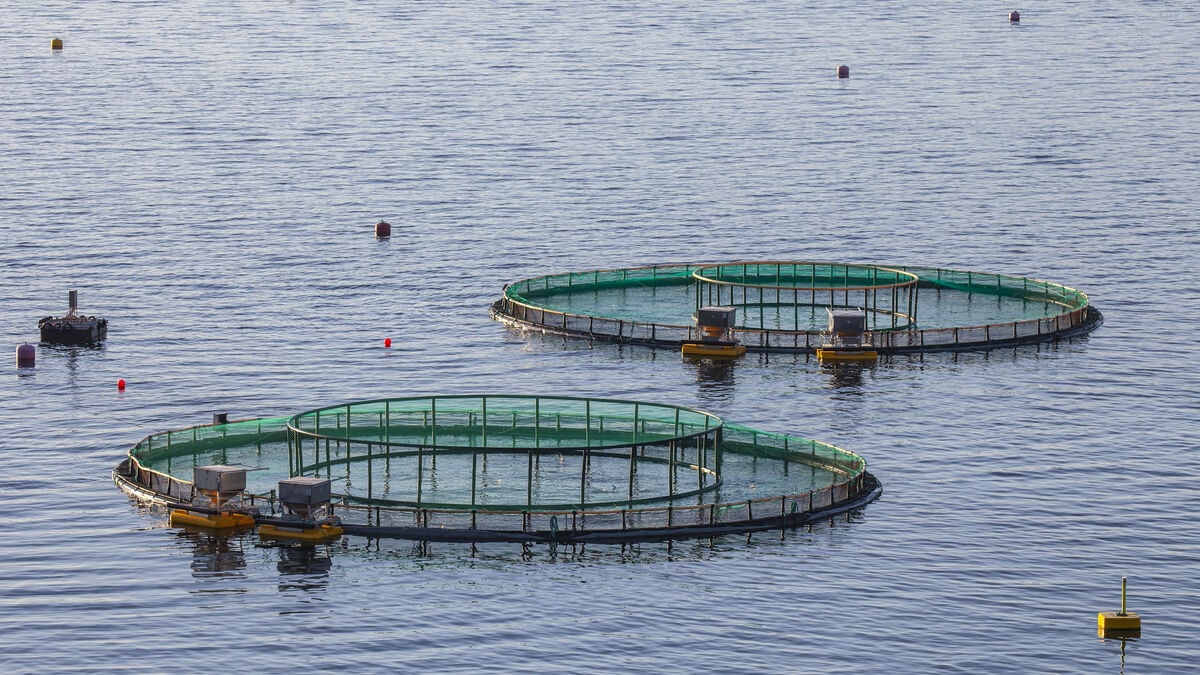 WWF advises against Swedish-farmed rainbow trout