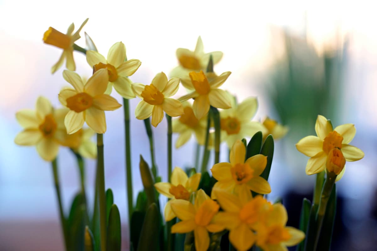 Warm Easter Weekend Forecast for Southern Sweden