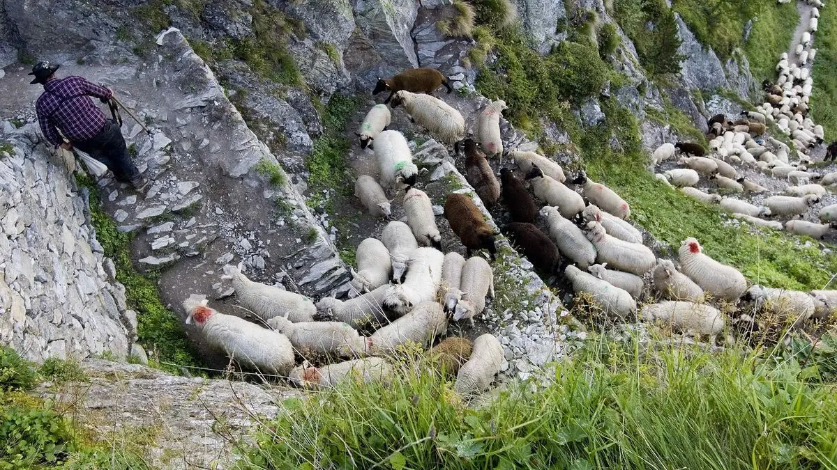 Over 20,000 lightning strikes in Switzerland, 97 sheep killed in Valais