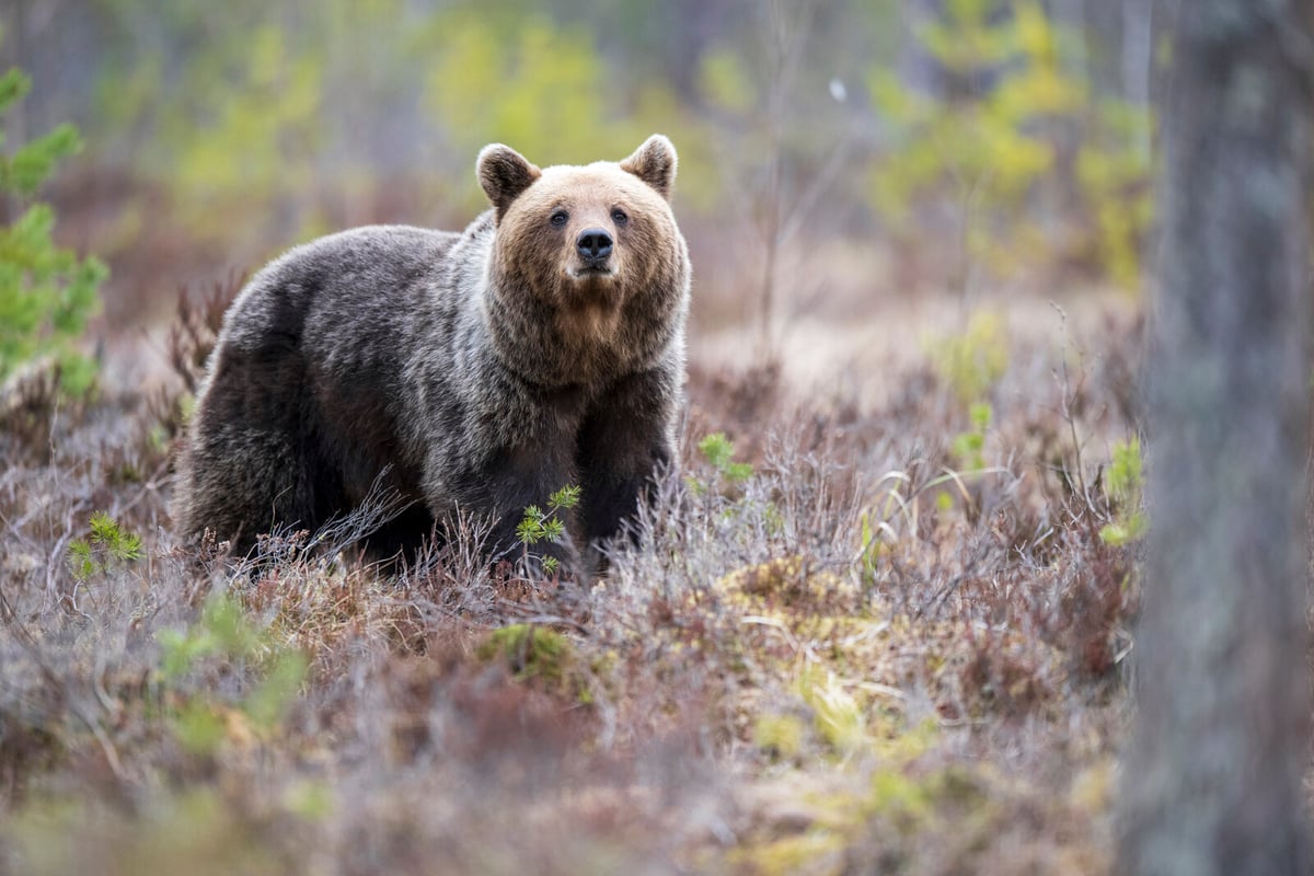 Hunter Attacked by Bear in Sweden Taken to Hospital