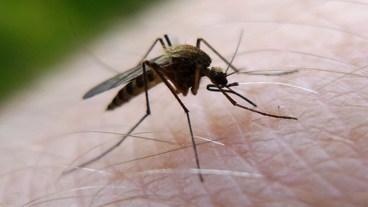 Mosquitoes develop a taste for humans as other animals become extinct
