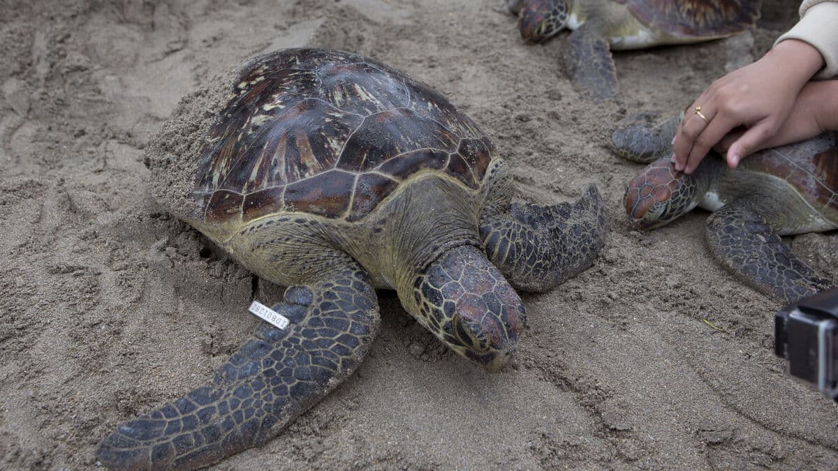 Ten good news stories from 2025