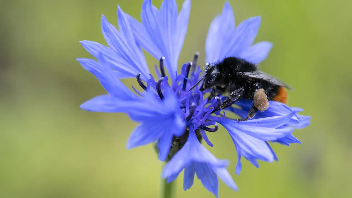 Bumblebees sensitive to road traffic, study finds fewer nests on busier roads