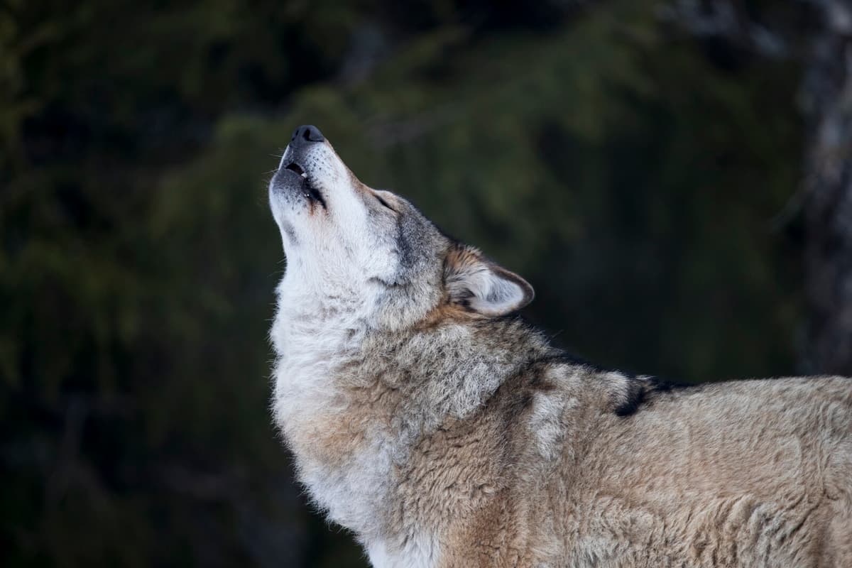 Swedish Wolf Population Declines According to Latest Inventory