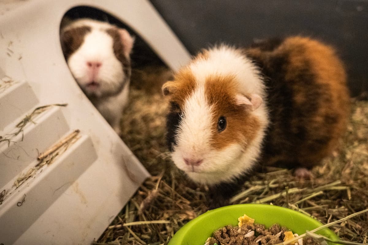 Danish Zoo Seeks Unwanted Pets for Predator Food Program