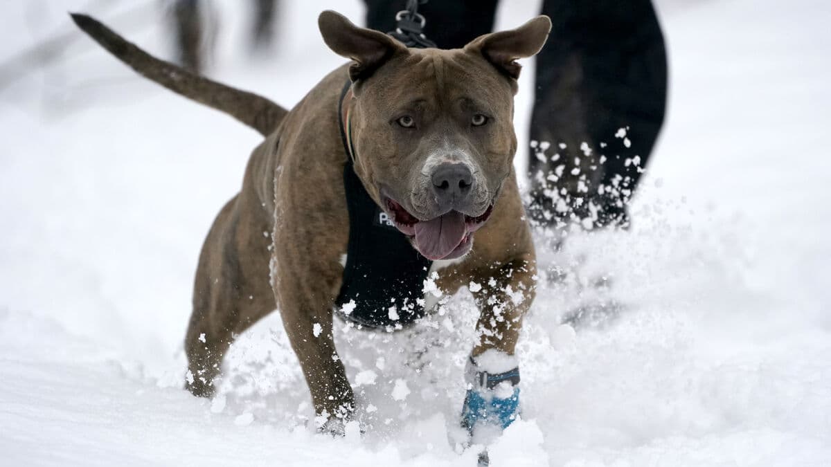 Investigation: Nearly Half of Pitbull Owners Convicted of Crimes