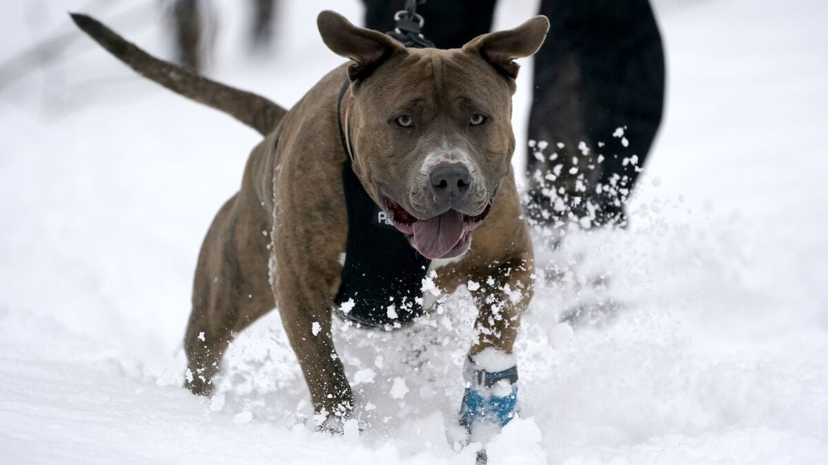 Investigation: Nearly Half of Pitbull Owners Convicted of Crimes
